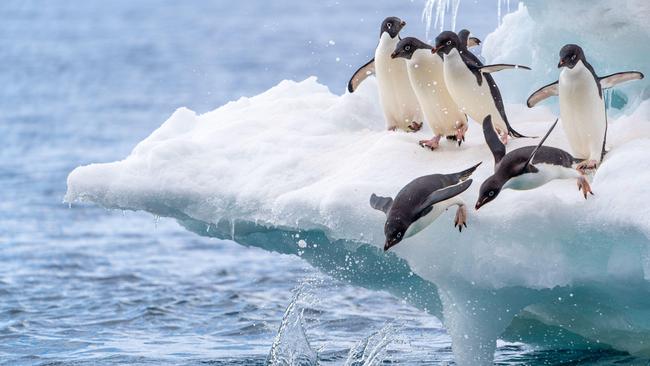 Adelie penguins playing on an iceberg in Antarctica.