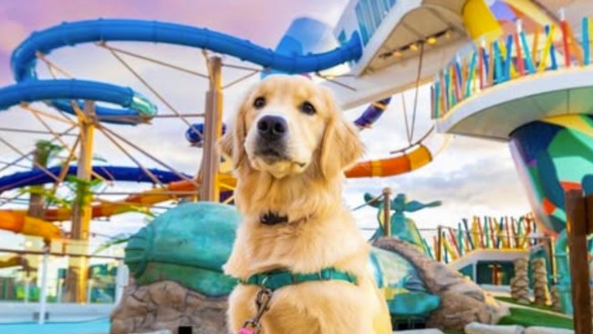 Meet Rover, the dog who’s cruising the world