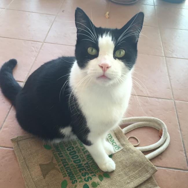 My late cat Vince loved being on the balcony and also loved those hessian material bags from Woolies so mum would buy them just so he could scratch on them. Picture: Nilan Tamatea