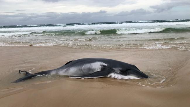 Queensland Parks and Wildlife Service (QPWS) rangers are responding to a humpback whale that stranded on Eastern Beach, Kâ&#128;&#153;gari earlier today (3 July 2023).