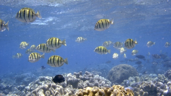 Jared Thomas’ Great Barrier Reef discovery on Port Douglas honeymoon ...