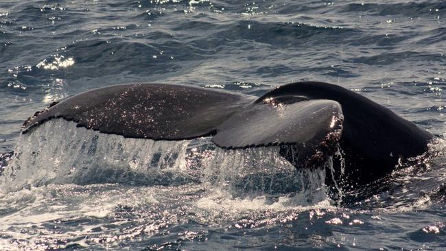 See you then! The boat-tripper missed the whale swimming right past him.