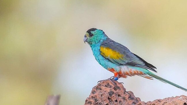 Male Golden Shouldered Parrot stands on an ant's nest at Artemis Station, 350km north-west of Cairns. Picture: Peter Carruthers