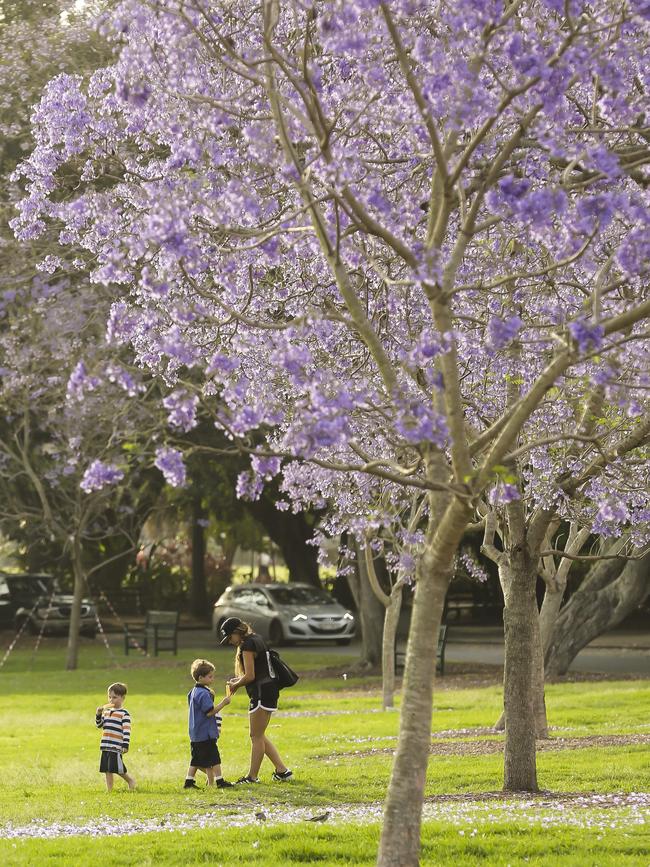 Jacaranda trees in bloom at New Farm Park, a top picnic spot. <br/>Picture: Mark Cranitch