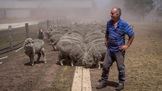 Steve Harrison has been forced to handfeed his sheep since dry conditions decimated his paddocks. Picture: Jake Nowakowski