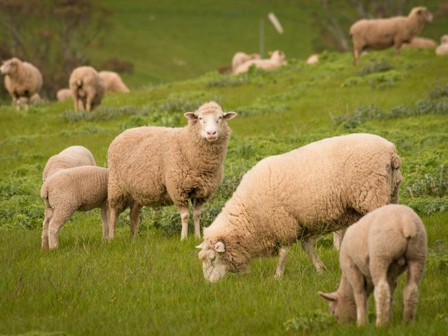 Australian Agriculture Landscape Group of Sheep in Paddock