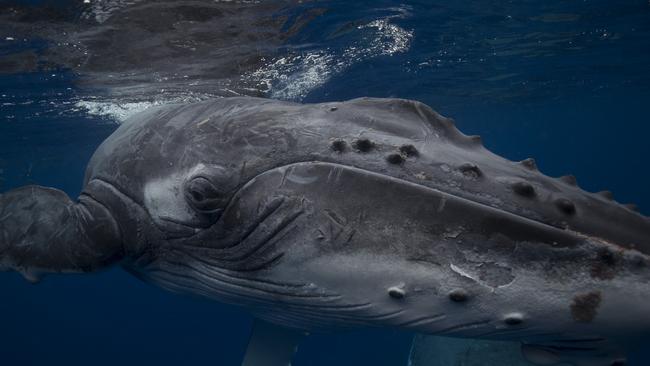 Byron Shire local Scott Wilson from Get Down Whale Watching has successfully completed a trial run of swimming with humpback whales off the Brunswick Heads/Byron Bay coast. He has been running swim trips to Tonga for three years. Photo: Scott Wilson