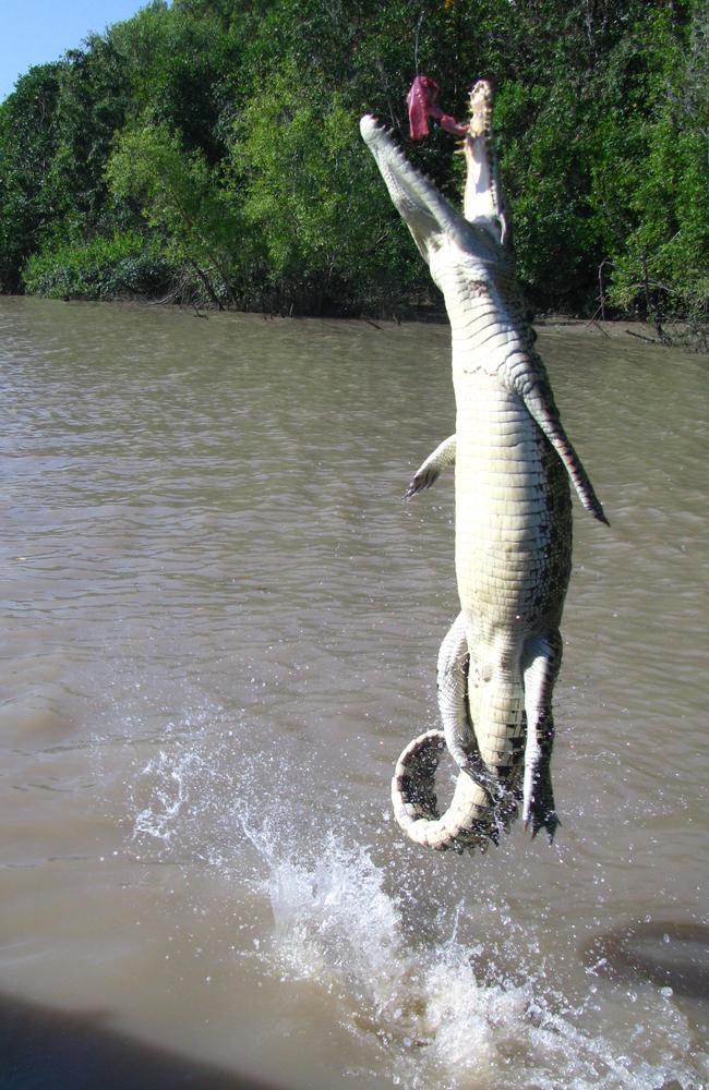 A 1.5m Saltwater Crocodile jumping for a feed on Adelaide River.