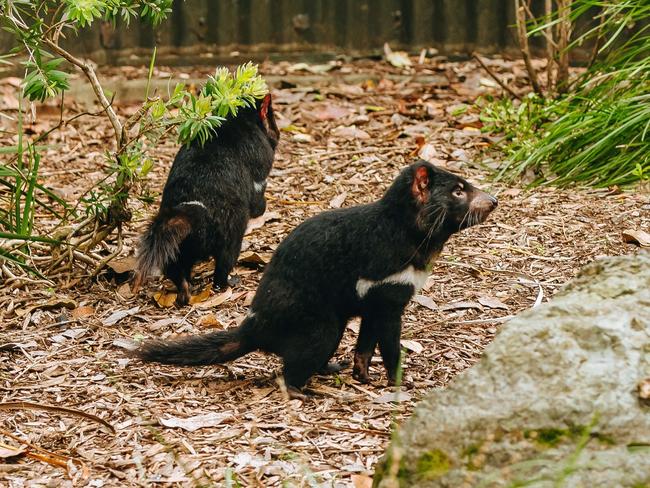 Tasmanian devil sisters at Auckland Zoo given palawa kani names wiri and wayana. Picture: supplied Auckland Zoo