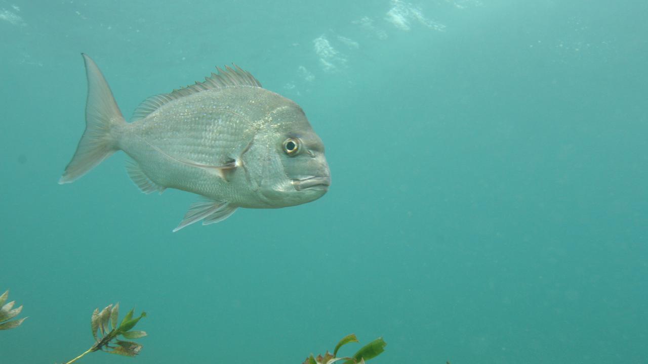 Mass migration: Snapper record their best breeding season in 26 years ...