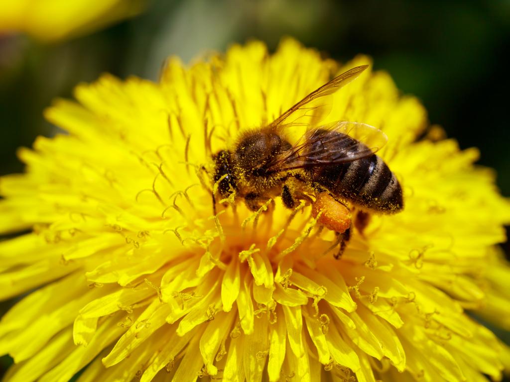 Bee population decreases, affects food supply | Daily Telegraph