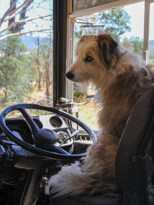 Billy the smithfield sheepdog is always keen to hop into the driver’s seat on the Curringa Farm bus whenever the humans get off to wander around the property. Picture: Linda Smith