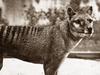 Behind the scenes: Preserved thylacine pup key to species revival
