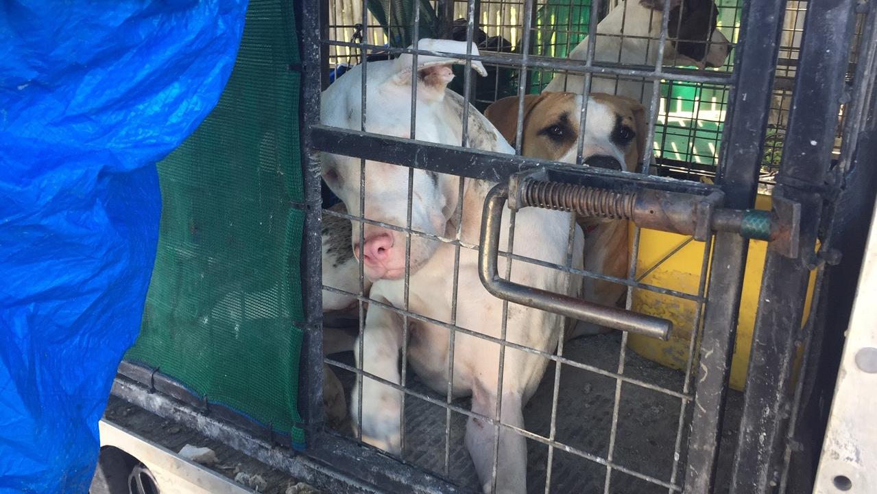 Xena and Marley were found confined in a small filthy cage in Mackay. Ziggy can be seen at the back of the image.