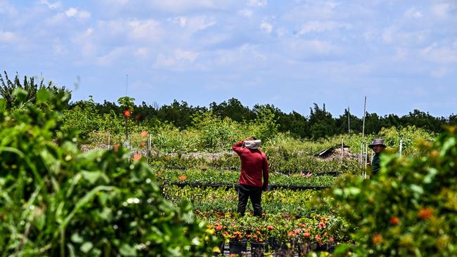 About one in six migrant workers are currently paid below minimum wage in Australia, with exploitation at ‘crisis’ levels according to Labor. Picture: Chandan Khanna/ AFP