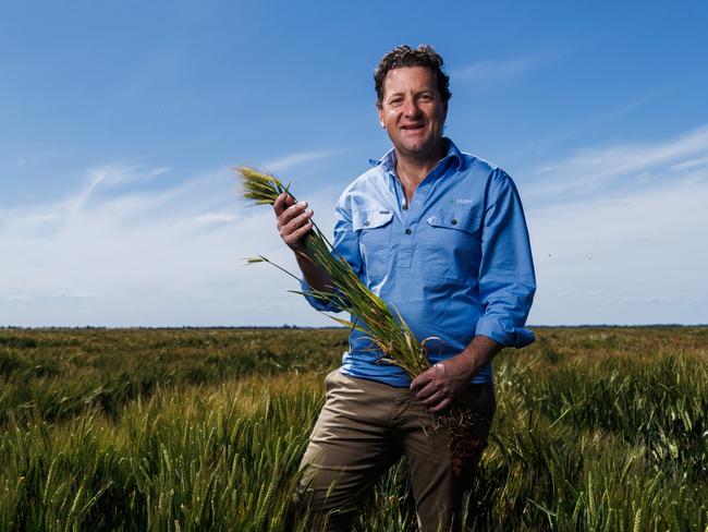 For The Weekly Times AgJournal November 2023.  09/10/23 goFarm managing director Liam Lenaghan in a barley crop at their Lake Boga property in northern Victoria. Aaron Francis Photo