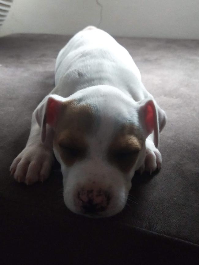 Erin the staffy pup was stolen from Davoren Park on Tuesday. Pictures: Supplied