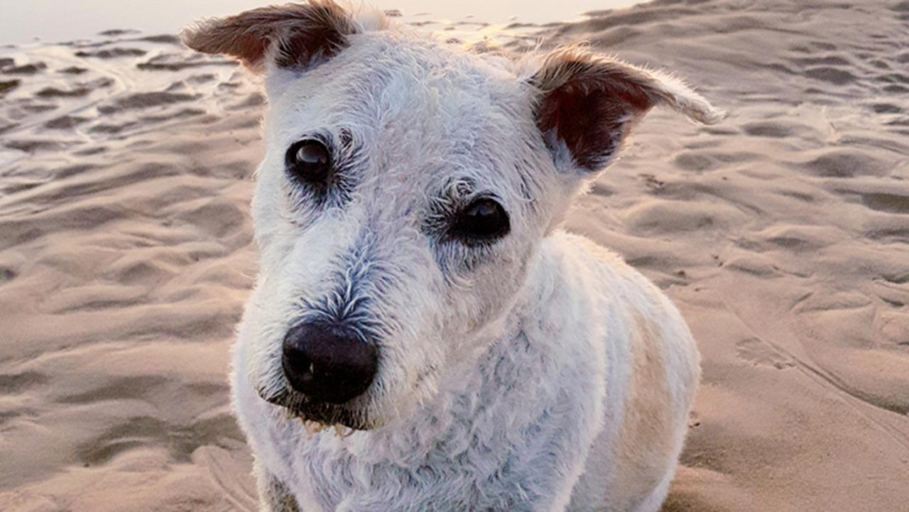 An early morning walk on Rainbow Beach was fun for all. Picture: Rainbow beach