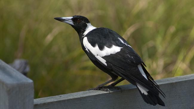 Magpie season heads to Brisbane