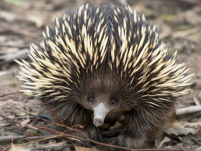 Common creature ... the short-beaked echidna is found throughout Australia.