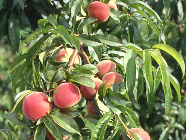 Gardening. Peach tree. Fruit. Peaches.