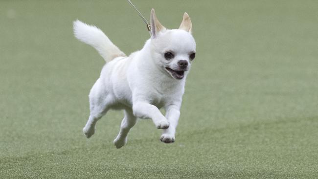 Chihuahuas are one example of a small animal getting sick more easily than larger dogs. Picture: AP Photo/Mary Altaffer