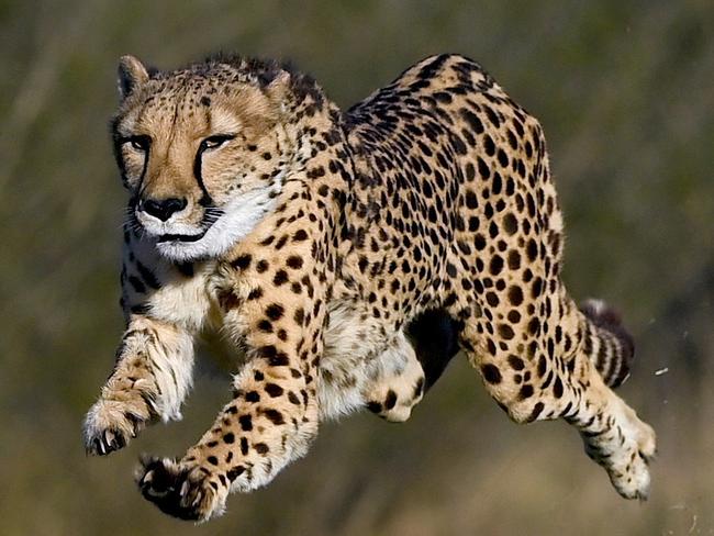 ON HOLD FOR WEEKEND TELEGRAPH, Wild Cat Centre - Zane the cheetah gets his speed checked by Sen Constable Dave Romeike . Picture: Gregg Porteous (NOTE - ONE USE ONLY, NO ARCHIVE )