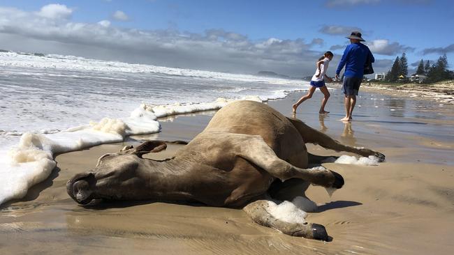 The cow washed up at Broadbeach on the Gold Coast