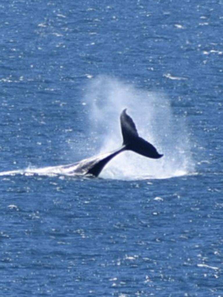 Whales breaching off the Mackay coast as they swam past Lamberts Lookout. Picture: Rae Wilson