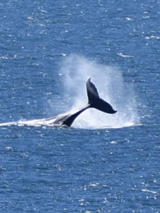 Whales breaching off the Mackay coast as they swam past Lamberts Lookout. Picture: Rae Wilson