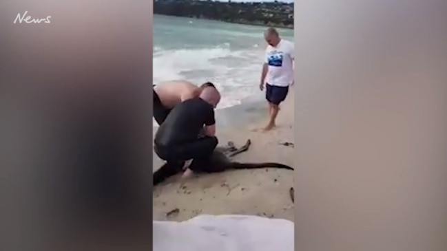 Police rescue drowning Kangaroo