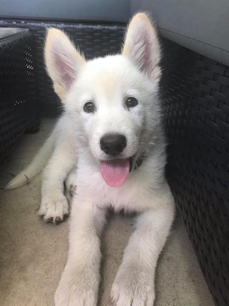 Koda an 8 week old Alaskan Shepherd. Photo: Shona Routledge 