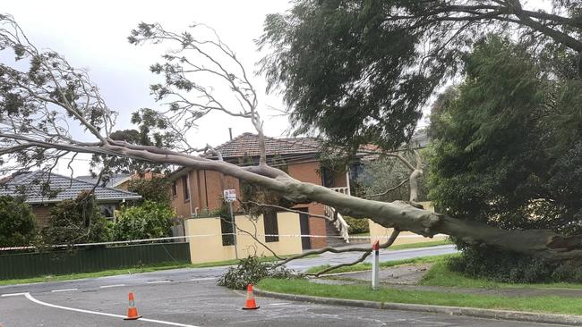 Frankston residents were shocked to see a tree fall in their street, just metres away from homes. Picture: Facebook