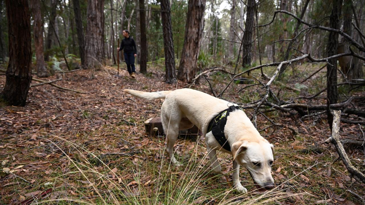 Police use a cadaver dog during the search for the body of missing woman Samantha Murphy. Picture: NCA NewsWire / Joel Carrett
