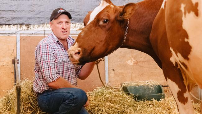 Grand Champion Ayrshire — Greg Wilson from Irrewillipe with Hillcrest Ambush Bangle, owned with wife Kim Wilson. Photo by Chloe Smith.