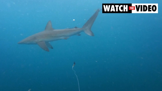 Fisherman reels in massive shark at Aussie tourist hotspot