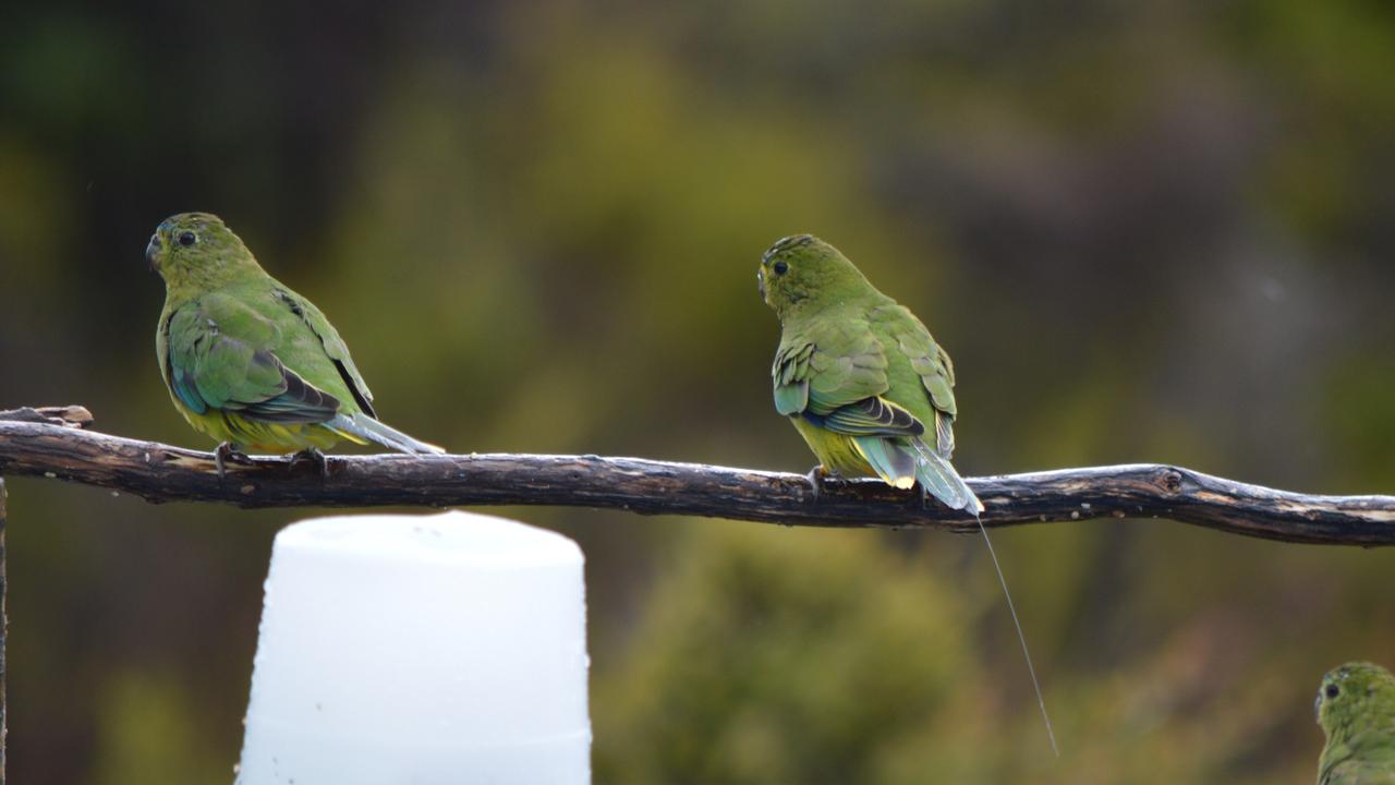 Some orange bellied parrots have been fitted with tracking devices as part of the program to monitor their migration. Picture: Joanne Young