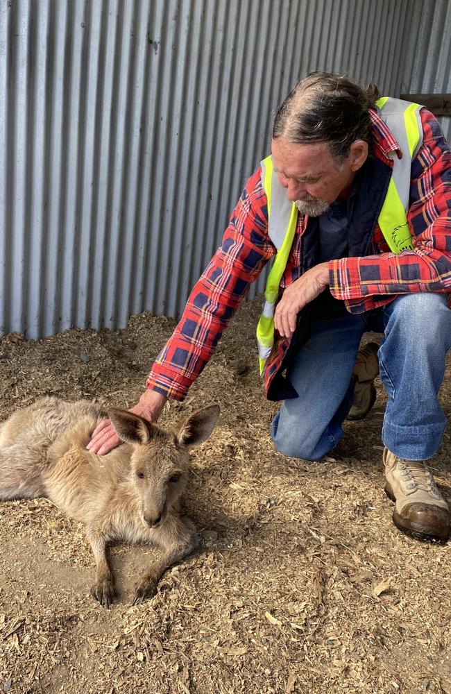 Trevor Gardener is often tasked with the job of to euthanizing struggling kangaroos in Coffs Harbour.