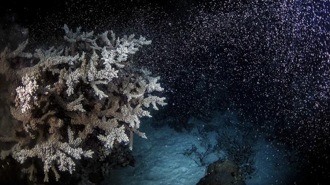 Photos of a 2022 coral spawn near Cairns