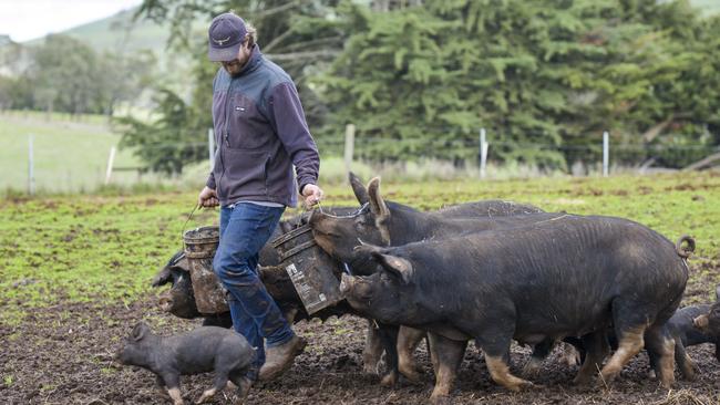 Jono Hurst with Black Berkshire pigs on his Brooklands Free Range Farms at Blampied. Jono had to switch abattoirs temporarily when Diamond Valley Pork was forced to shut down due to a COVID outbreak in late July. Picture: Dannika Bonser