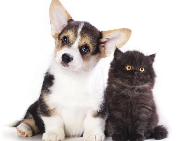 Many people underestimate the ongoing costs of pet ownership.