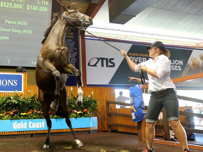 Magic Millions sales 6-1-16 , Lot 119 . Picture Mike Batterham