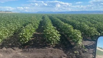 Dry cotton crop on Rosemary and Paul Nankivell's property Yarraman on the Liverpool Plains. Supplied.