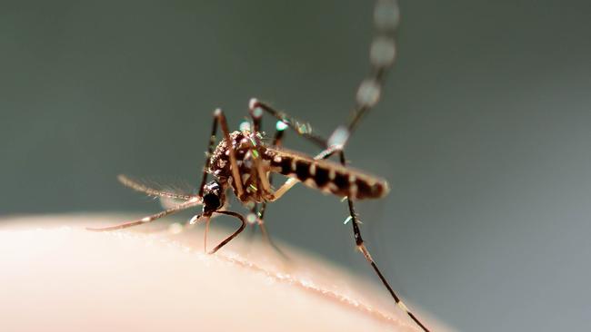 Four cases of dengue fever have been detected in the Torres Strait.