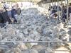 Lamb breaks 1000c/kg