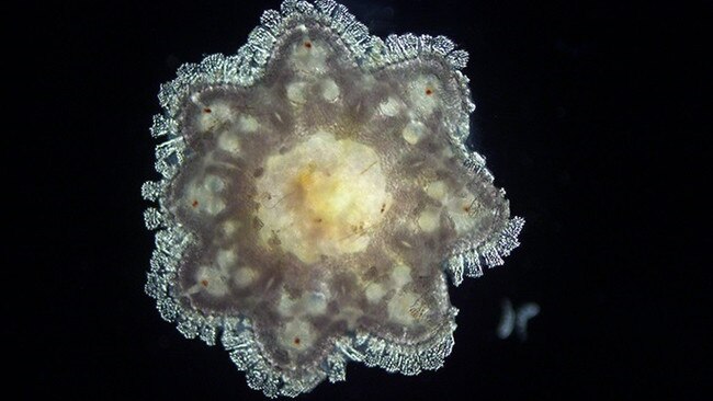 The crown-of-thorns starfish.