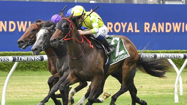 Fire Tribe is well placed to break back into the winners' circle at Newcastle. Picture: Bradley Photos