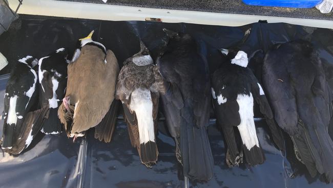 Found cold and frothing from the mouth more than 24 birds and two cats have been located deceased in Woorim.