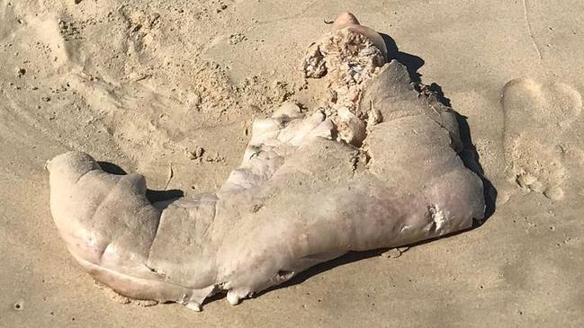 A creature or some kind of organic matter that washed up between Sunrise and Sunshine beaches on October 5, 2022. Picutre Rob Watson