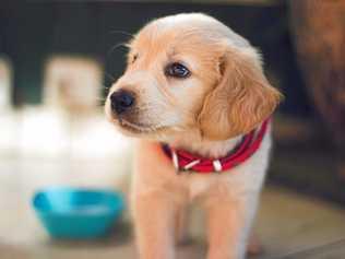 Training a 14-week-old puppy. Picture: Berkay Gumustekin on Unsplash